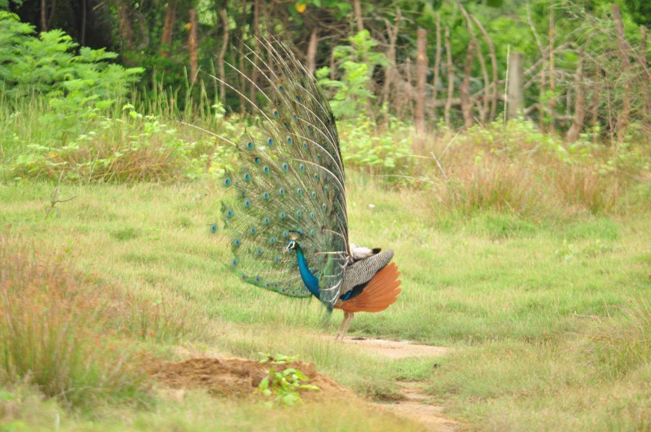 Ranakeliya Lodge - ยาลา ภายนอก รูปภาพ