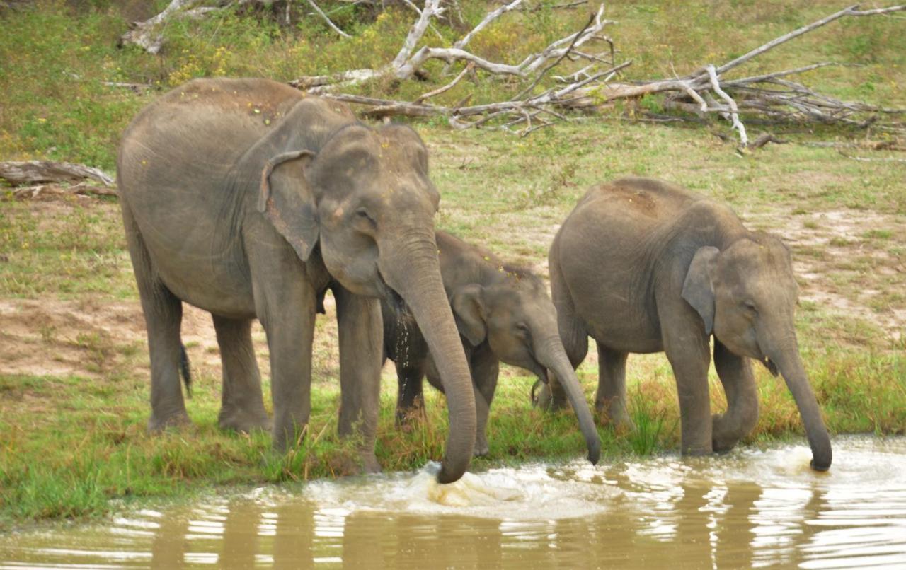Ranakeliya Lodge - ยาลา ภายนอก รูปภาพ